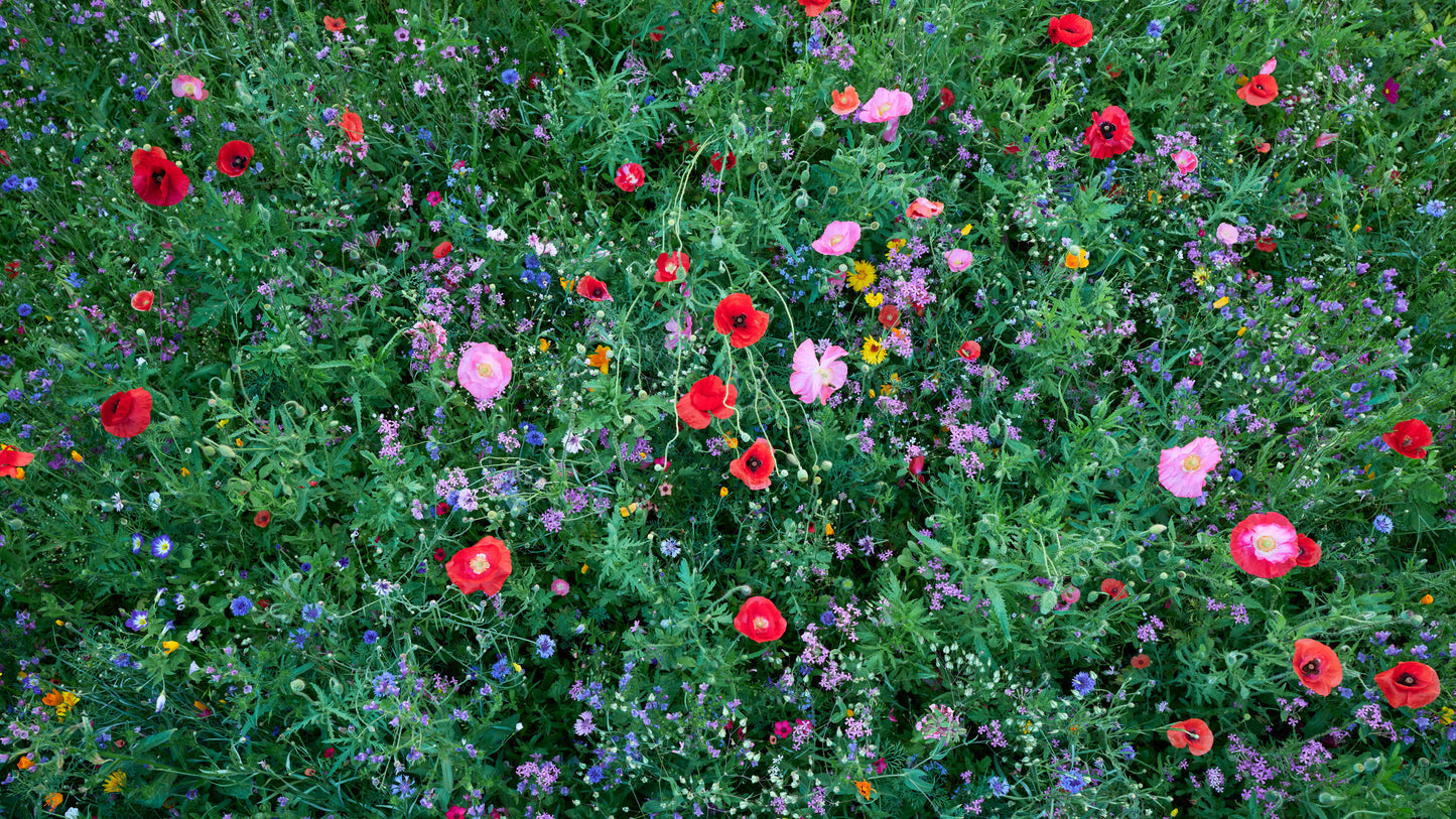 Bloom - Austria