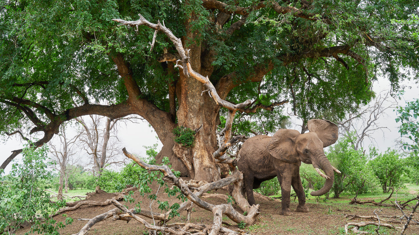 Dust and Shade - Botswana