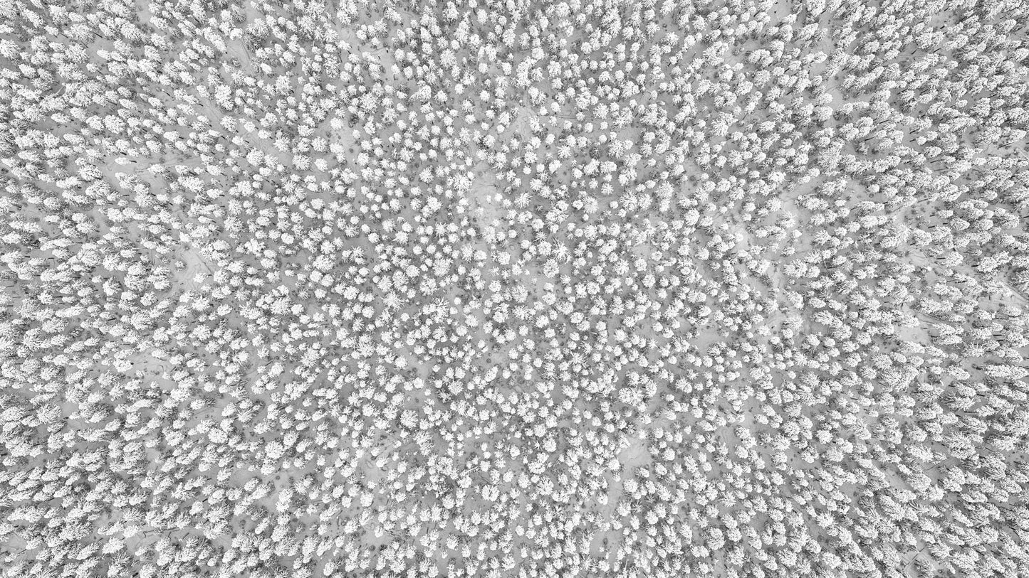 Frost - Whistler (16x9)