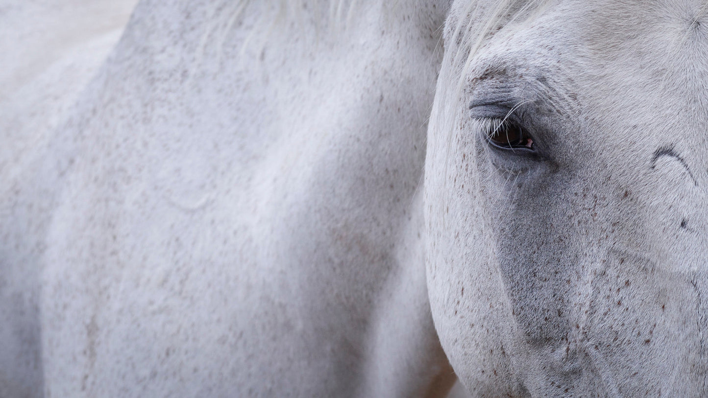 Lipizzaner I - Austria
