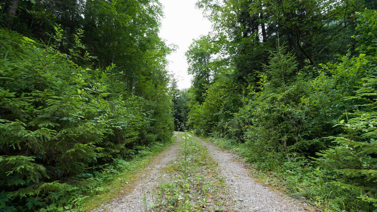 Waldweg - Austria