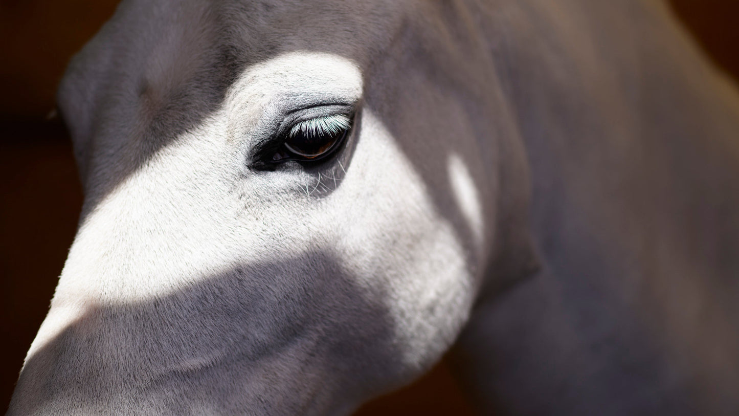 A Horse with no Name - Los Angeles