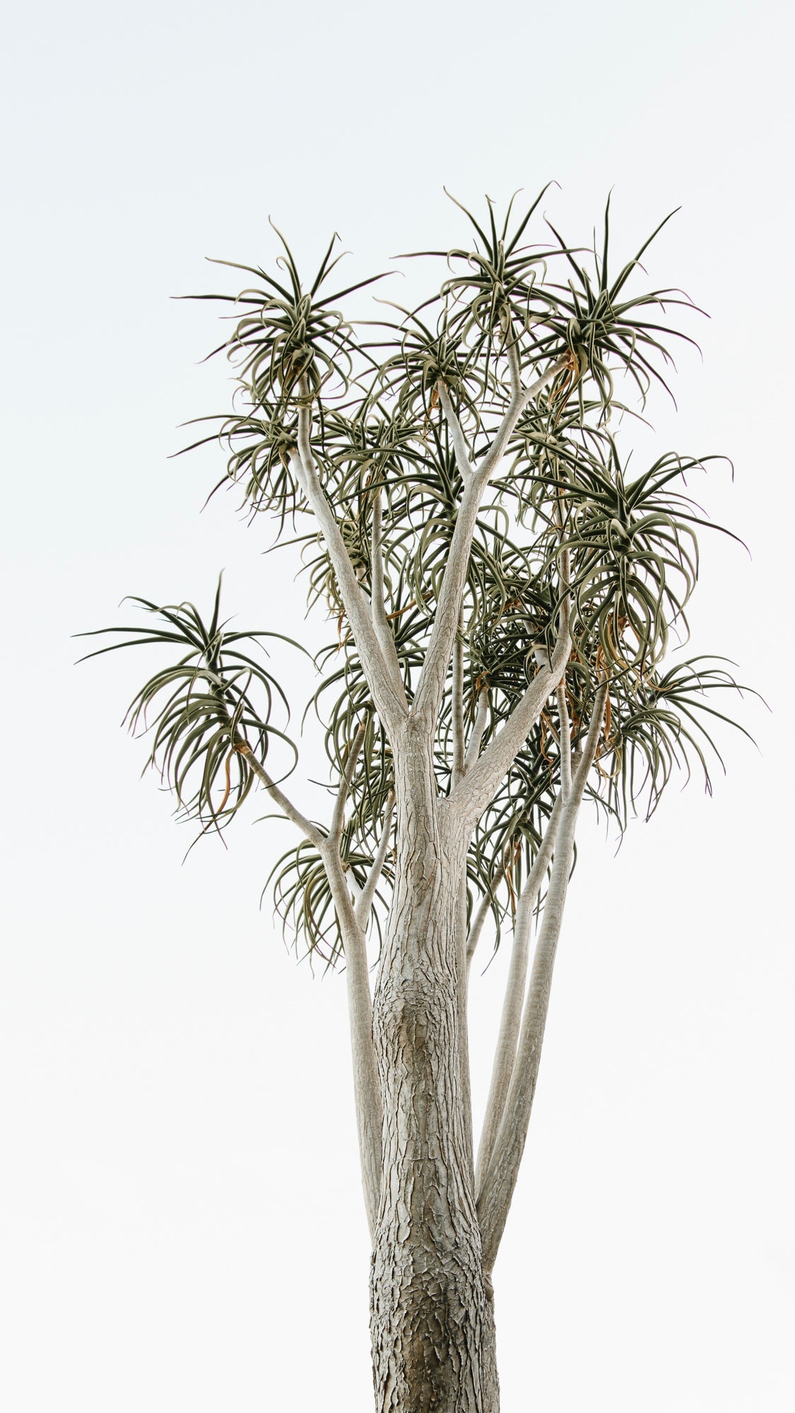 Botanical Vibes III - Botanical Garden, South Africa