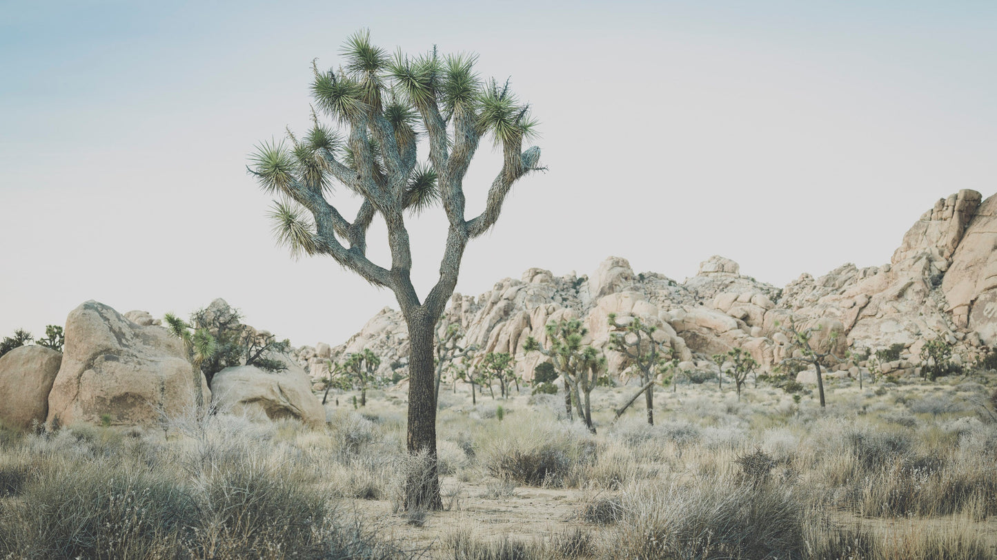 Desert Flora IX - Joshua Tree