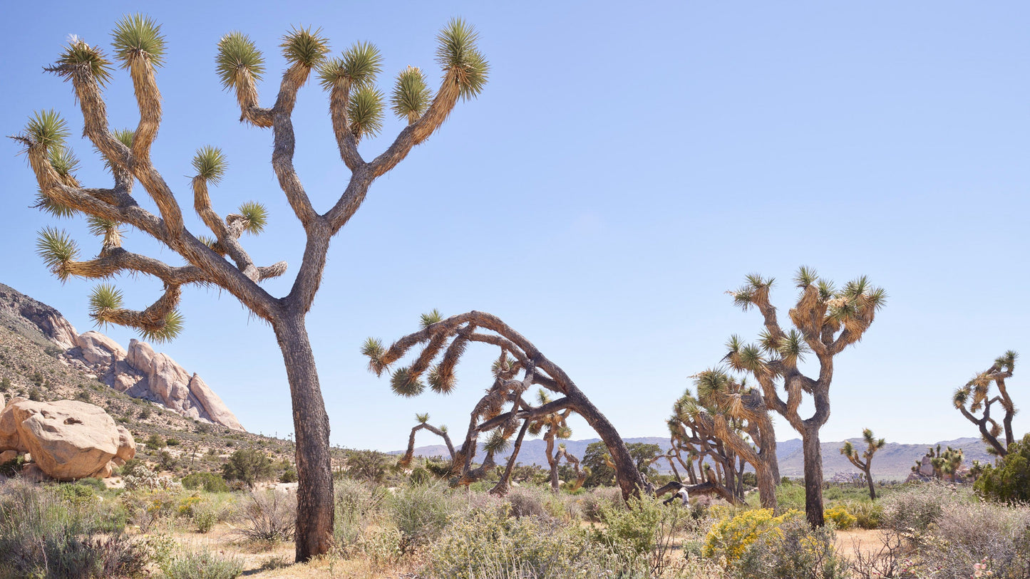 Desert Flora I - Joshua Tree