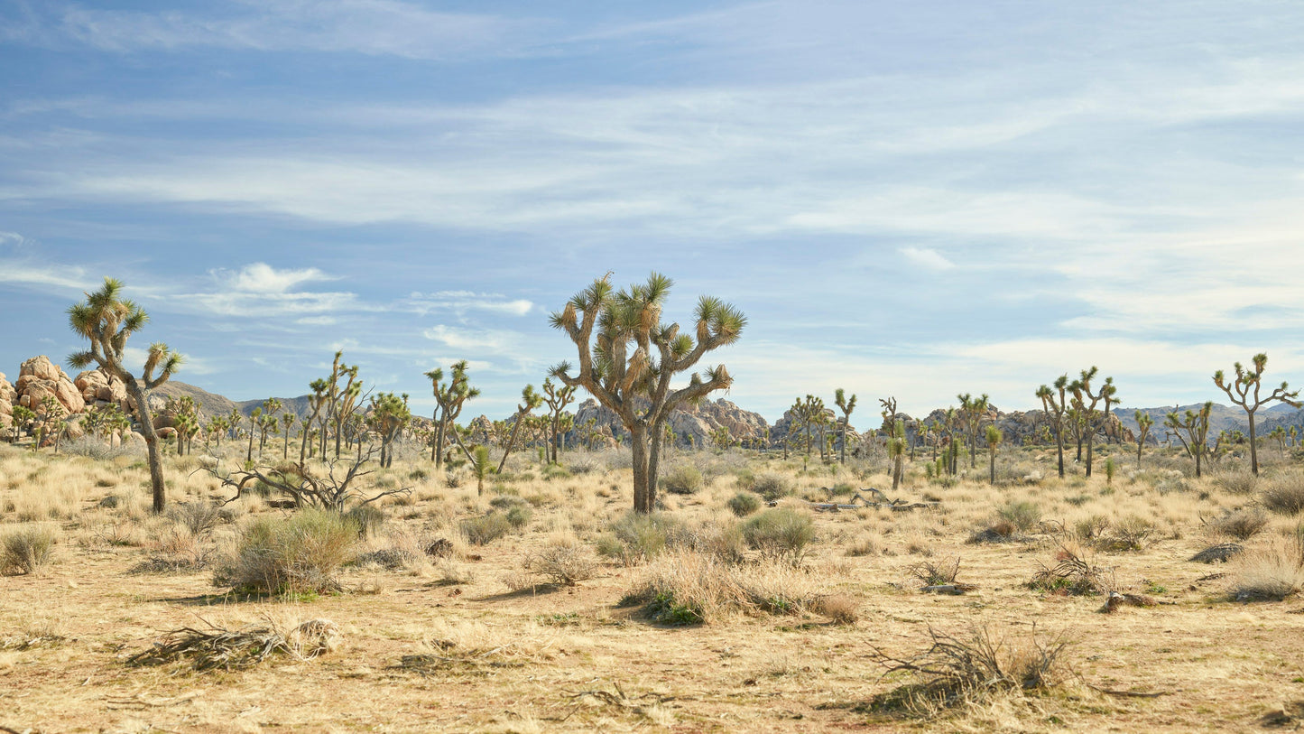 Desert Flora VIII - Joshua Tree