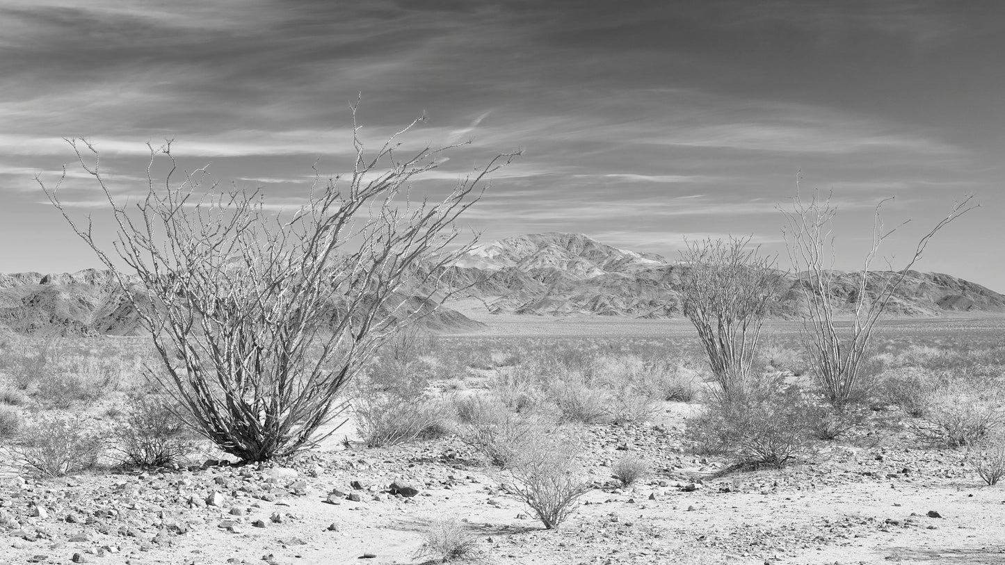 Desert Flora X - Joshua Tree