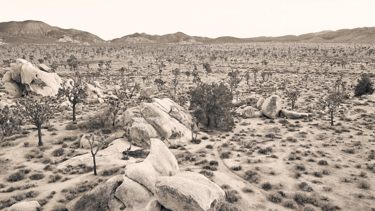 Desert Forest - Joshua Tree