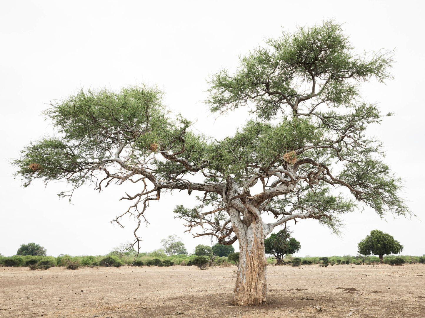 Free Spirit - Botswana