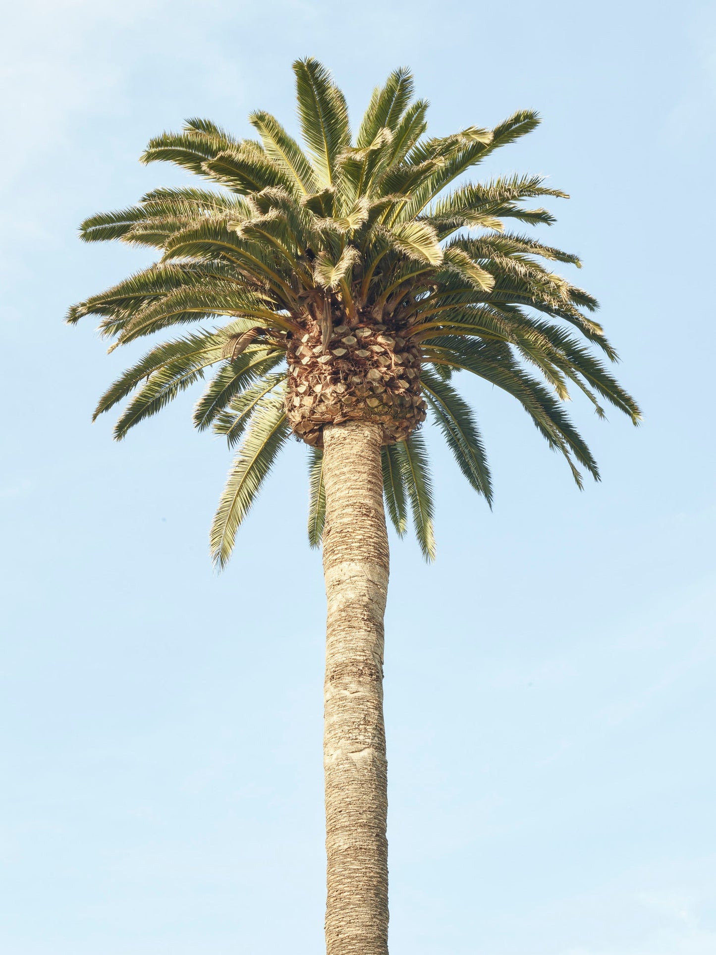 Fresh Cut - Laguna Beach