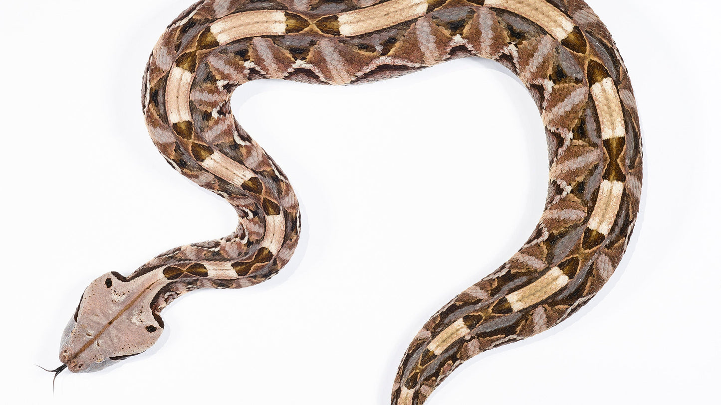 Gaboon Viper II - Los Angeles