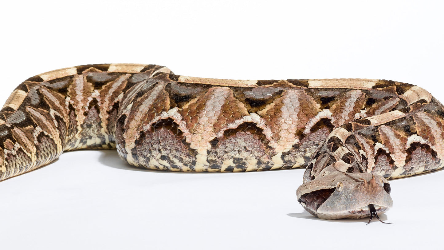 Gaboon Viper I - Los Angeles