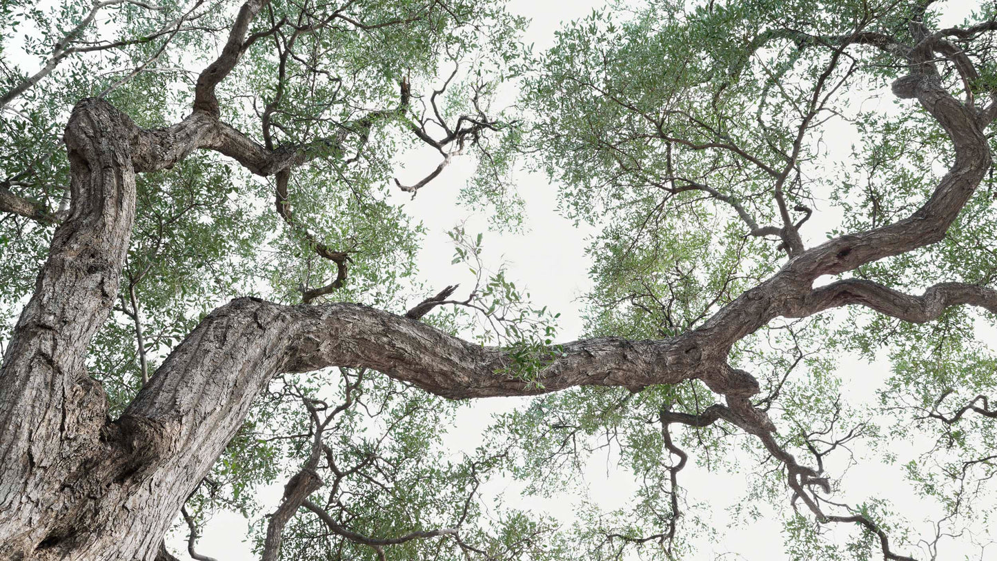 Here and Now - Botswana