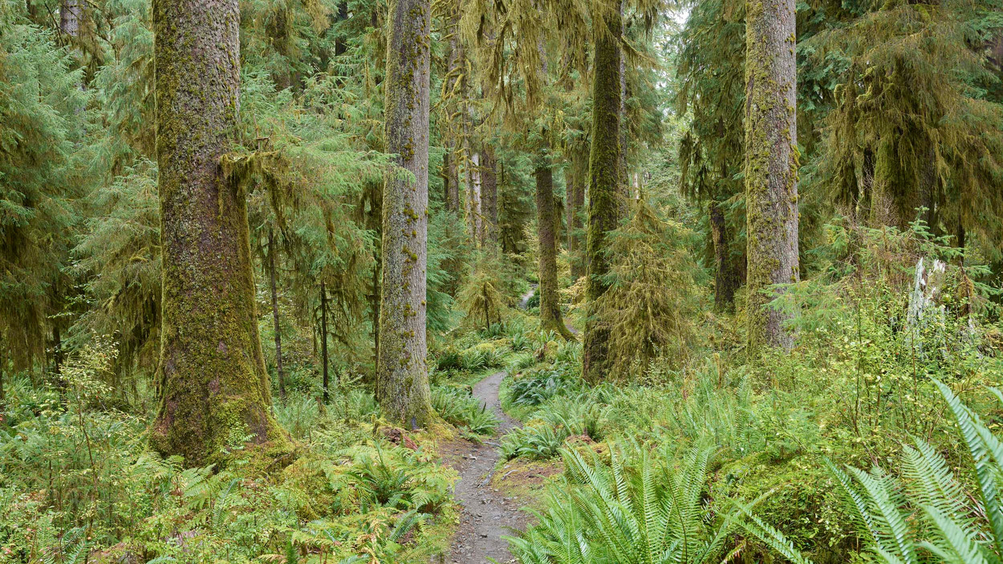 Hoh Rainforest Path - Washington State