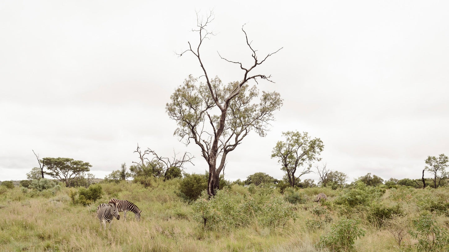 Into the Wild - Welgevonden Game Reserve, South Africa