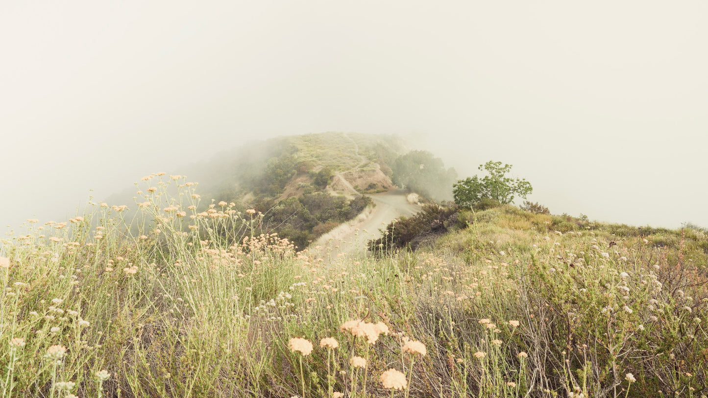 Morning Glory - Pacific Palisades