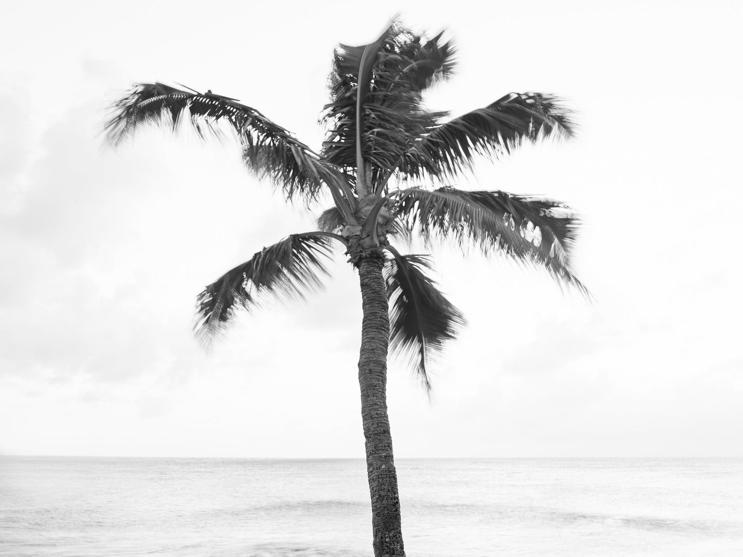North Shore Palm - Oahu