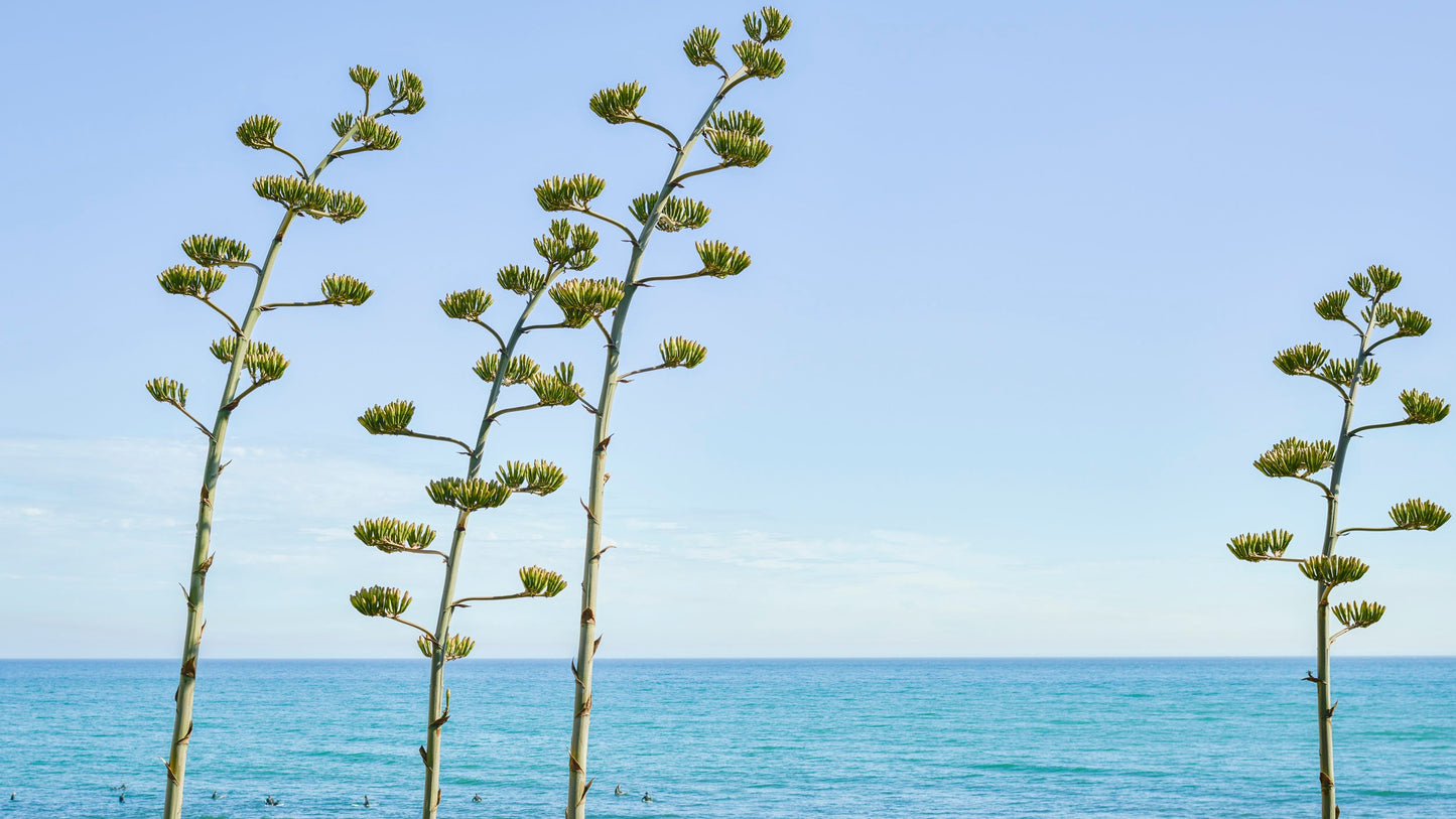 Plants by the Sea - Malibu