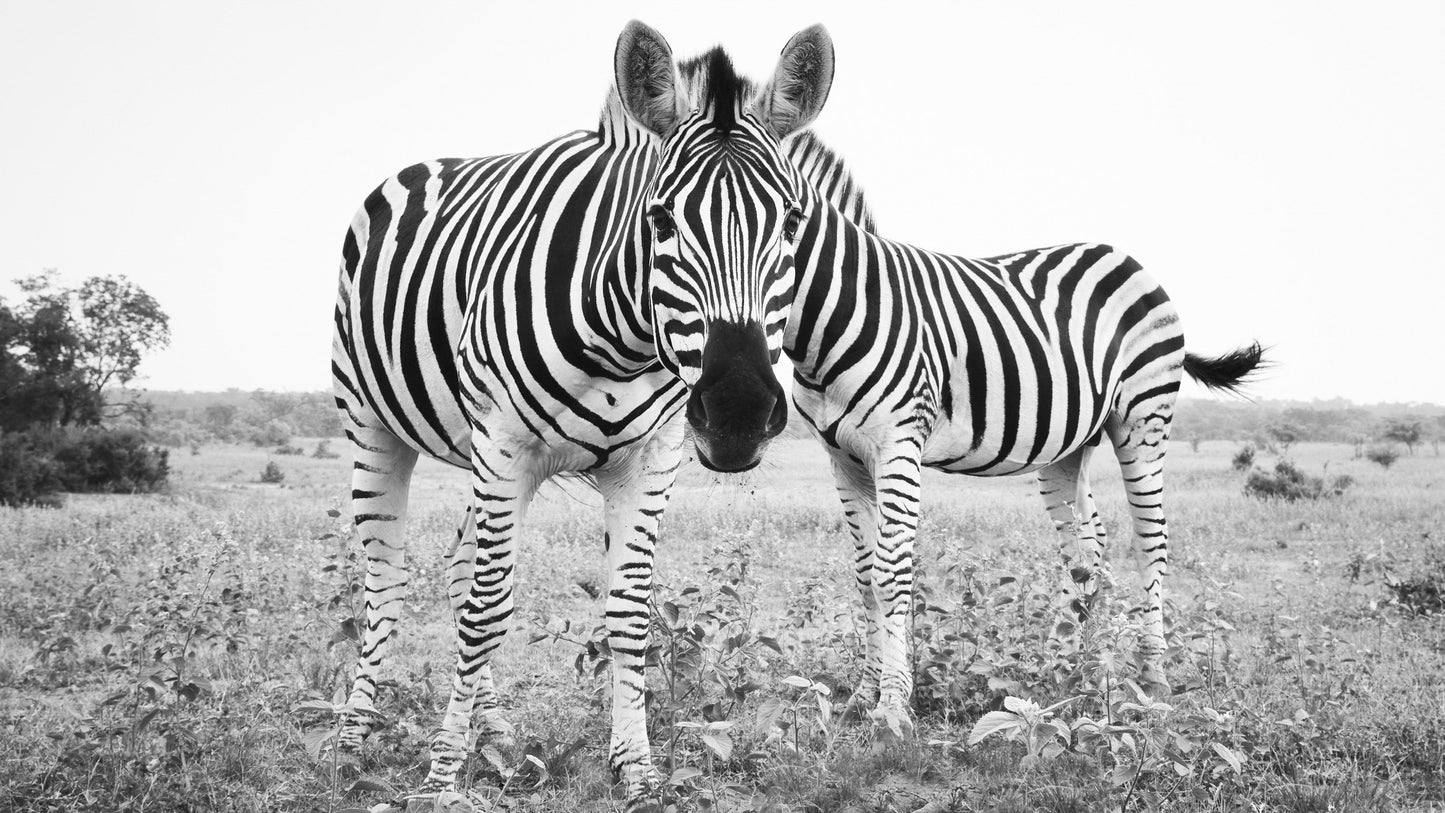 Poker Face - Welgevonden Game Reserve, South Africa