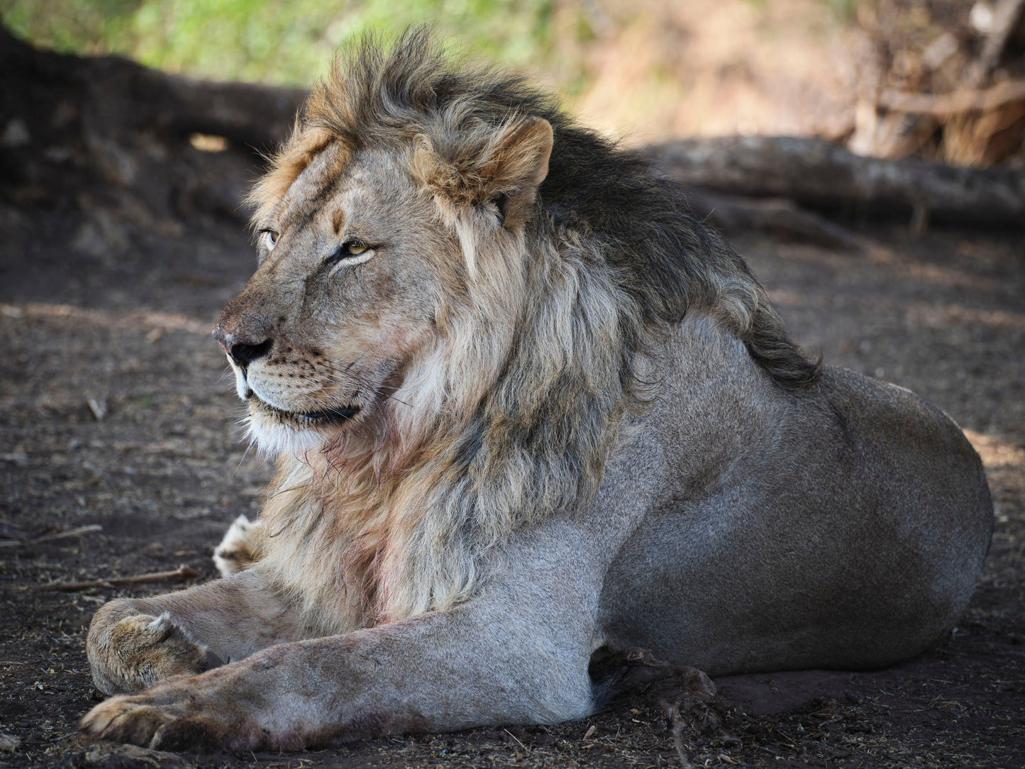 Rebel - Botswana