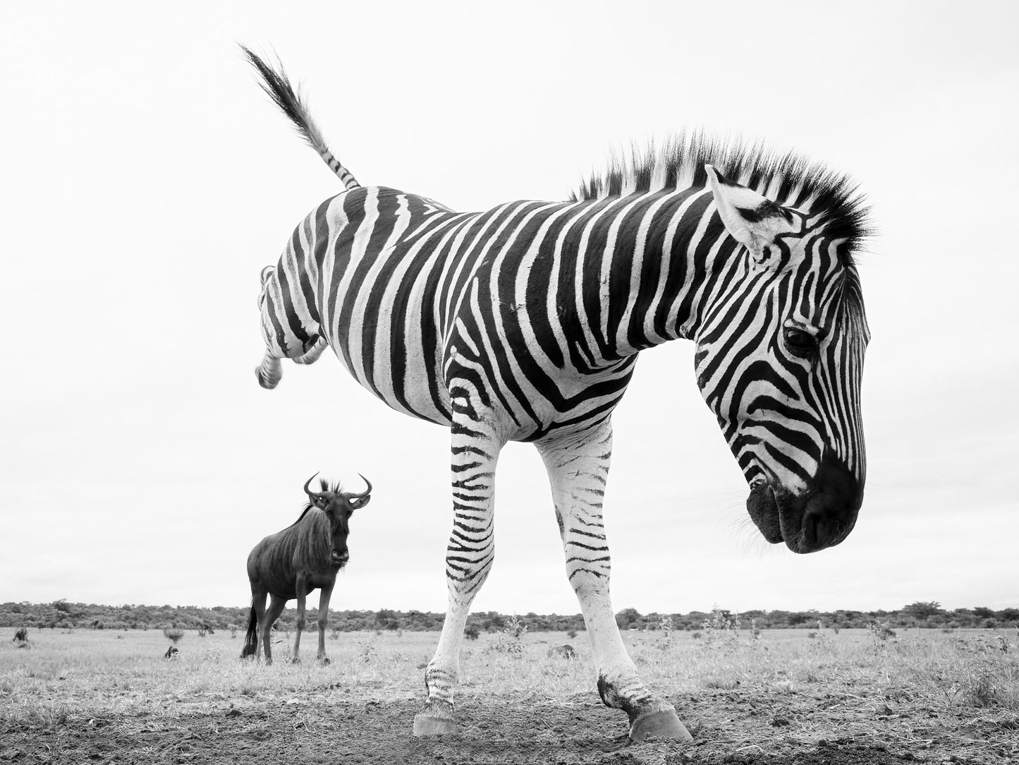 Rebel Heart - Welgevonden Game Reserve, South Africa
