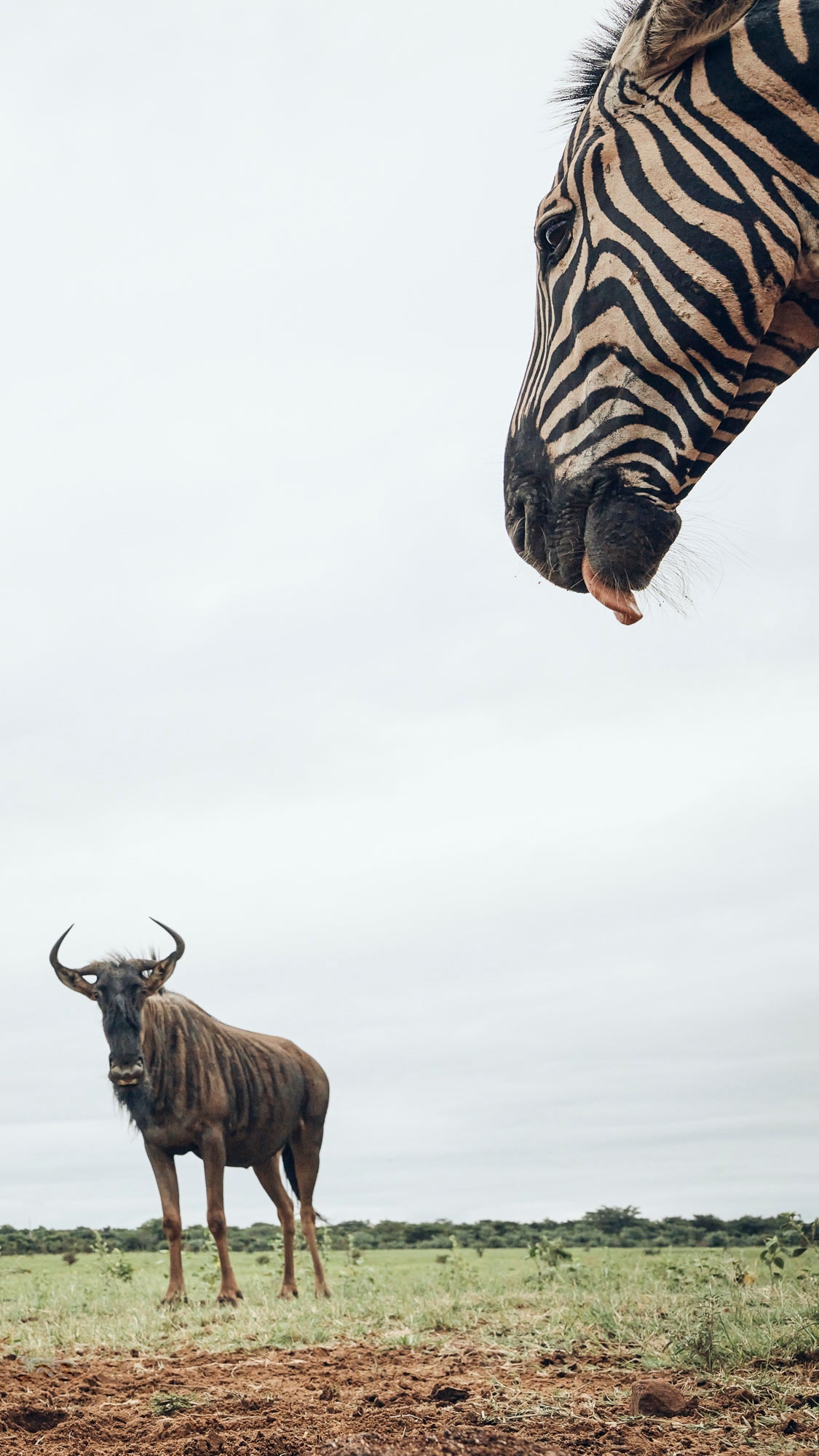 Rockstar - Welgevonden Game Reserve, South Africa