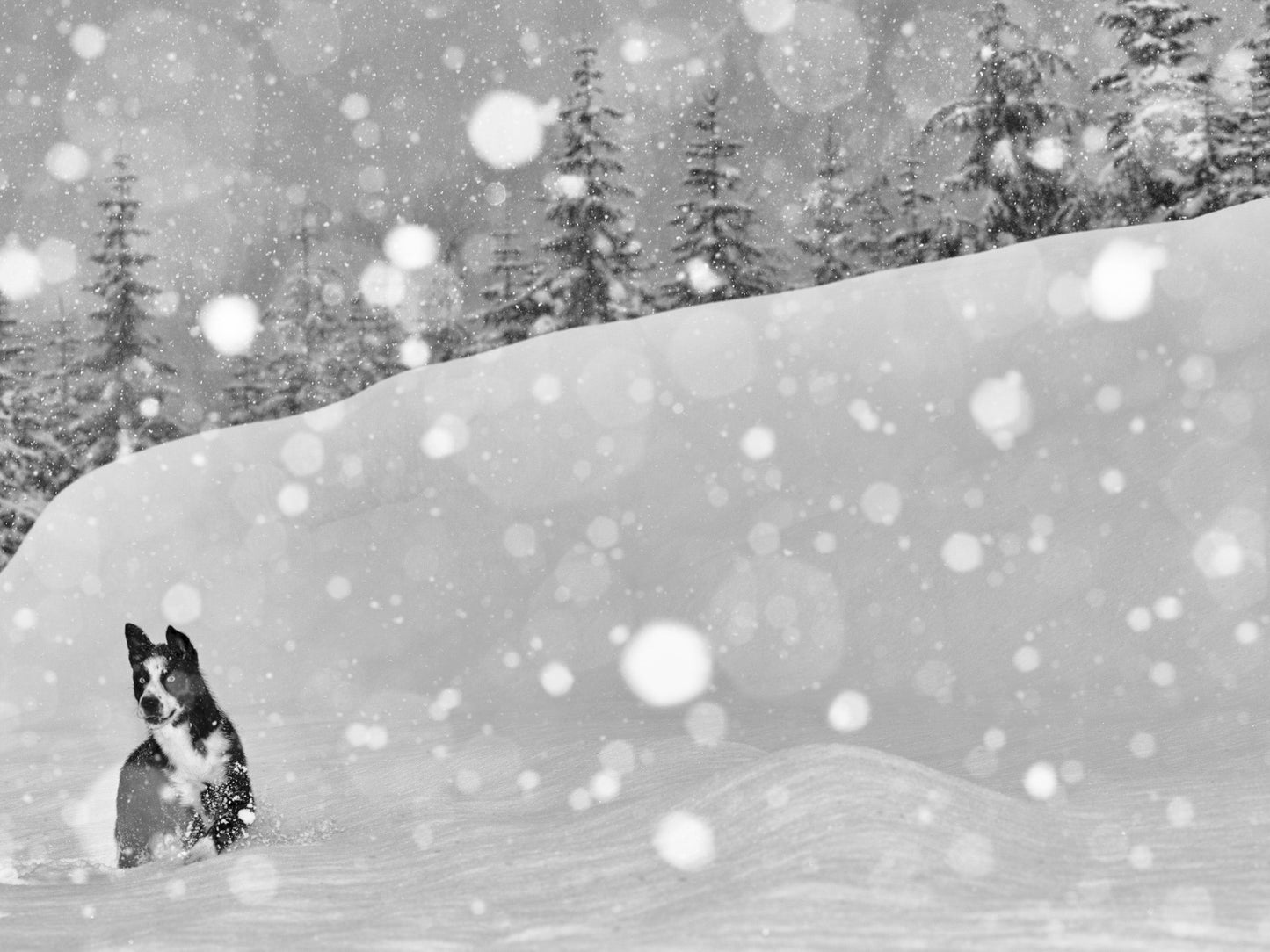 Running Free - Whistler