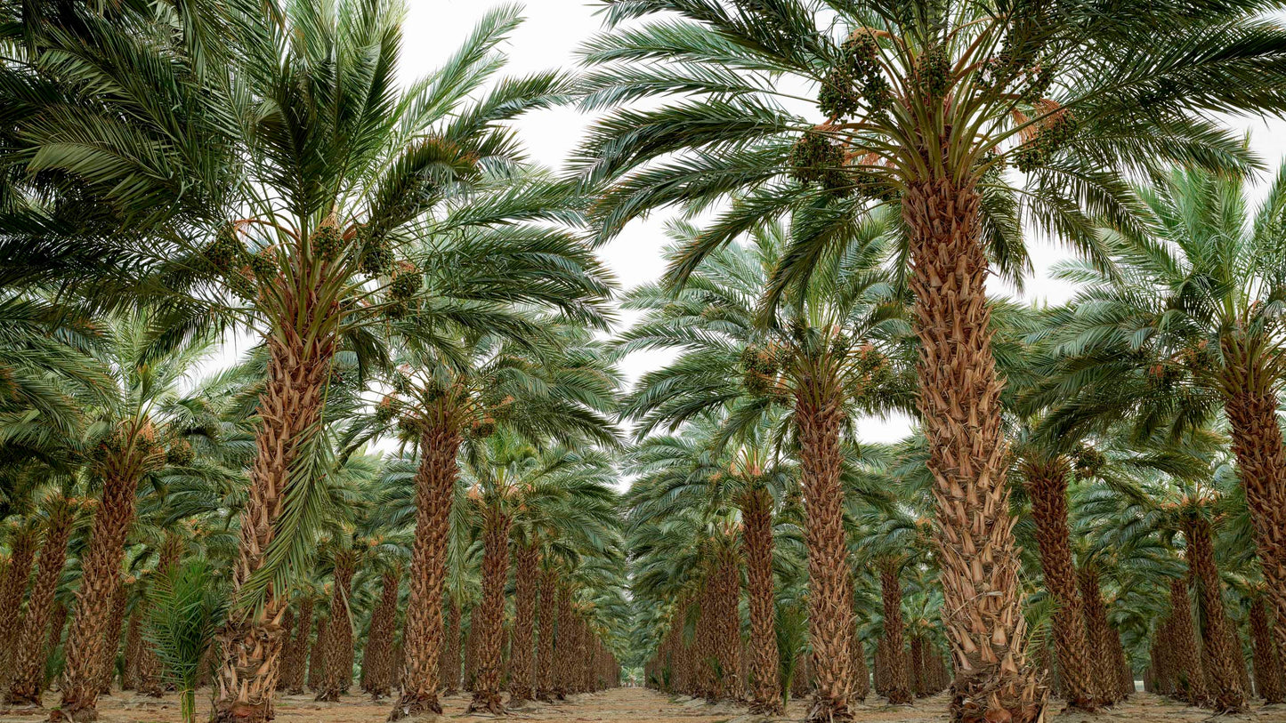 Sanctuary - Palm Springs