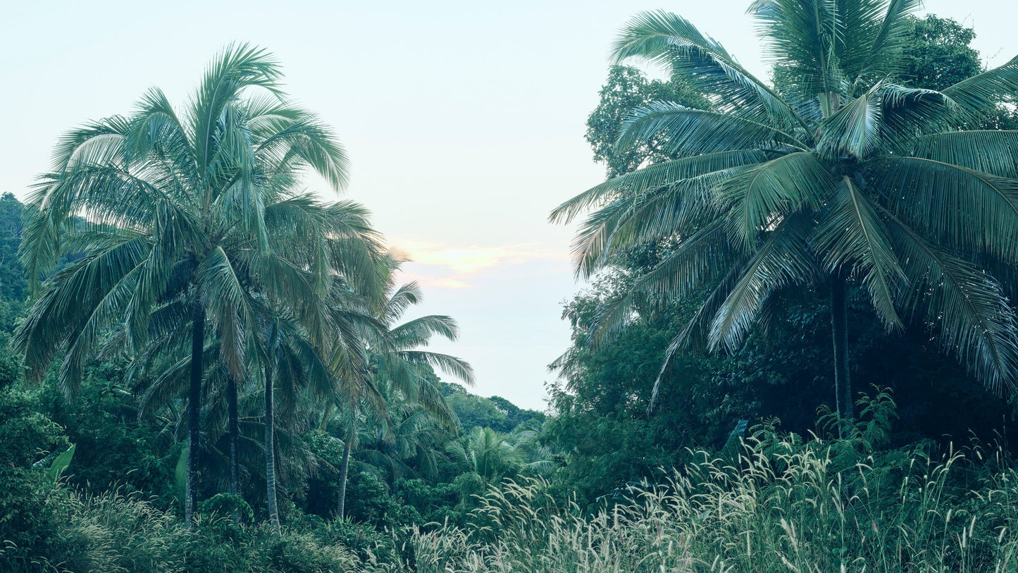 Sea Forest - Thailand
