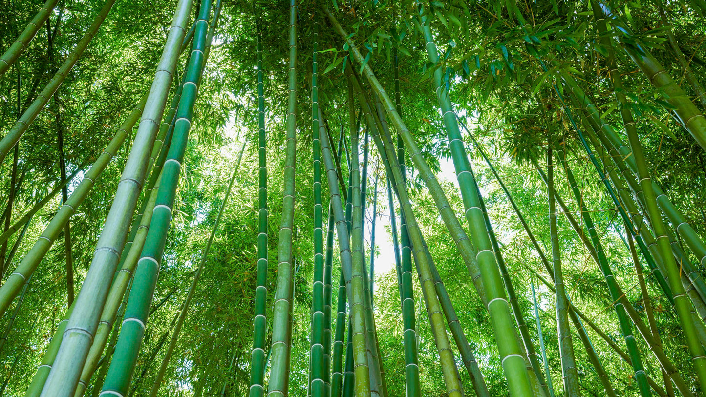 Shelter - Los Angeles