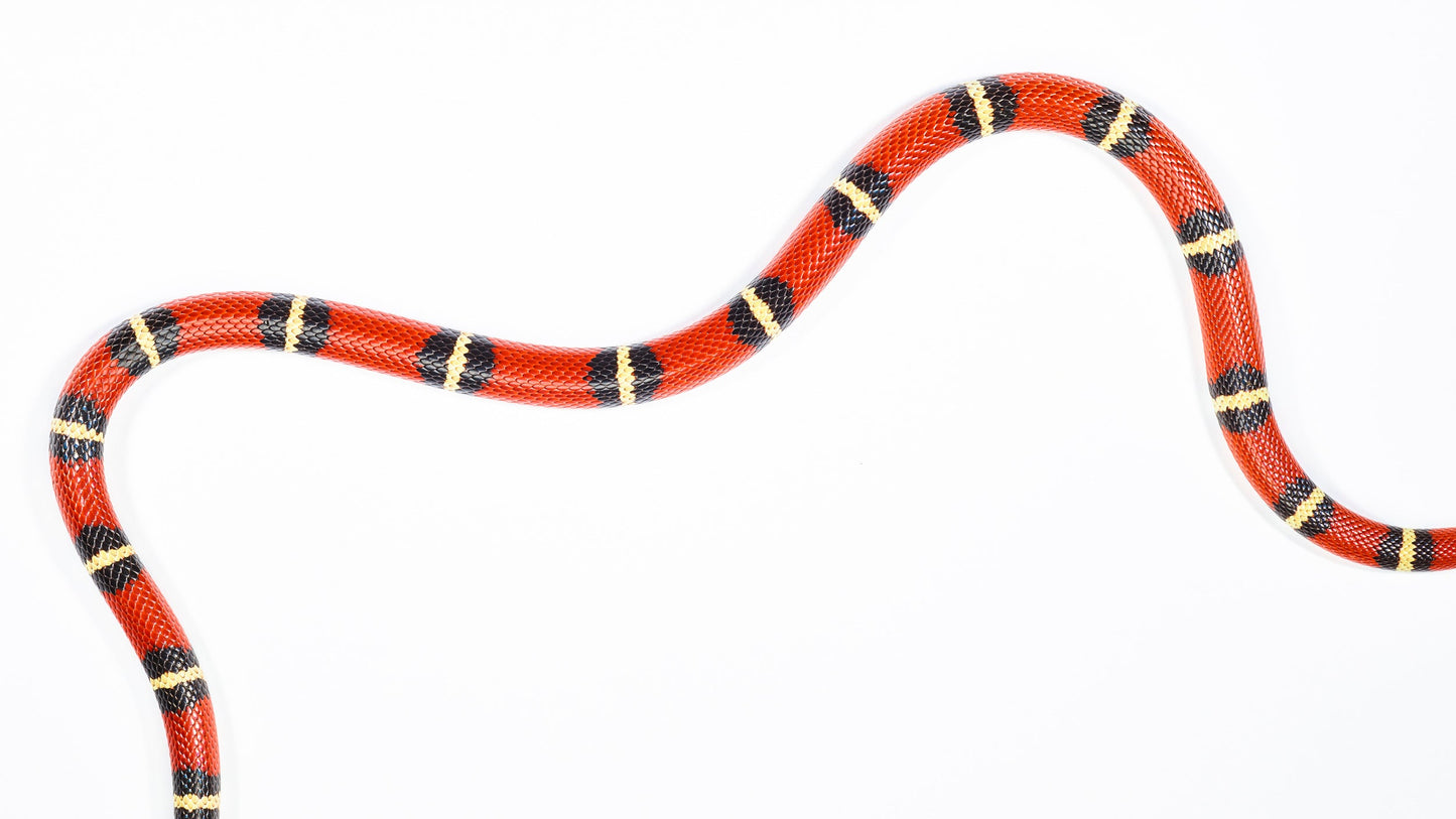 Snake Waves - Los Angeles