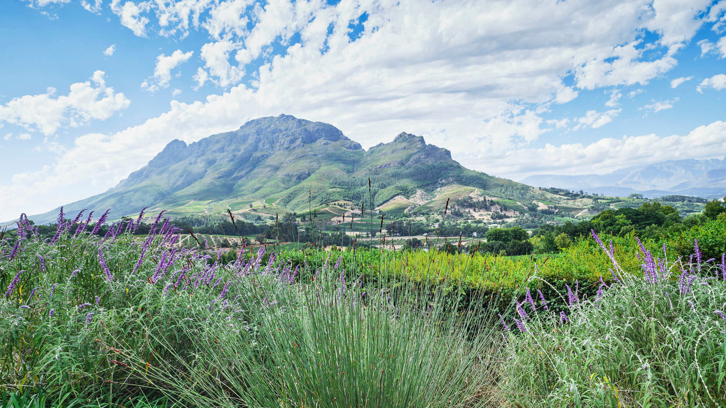 Stellenbosch Valley - South Africa