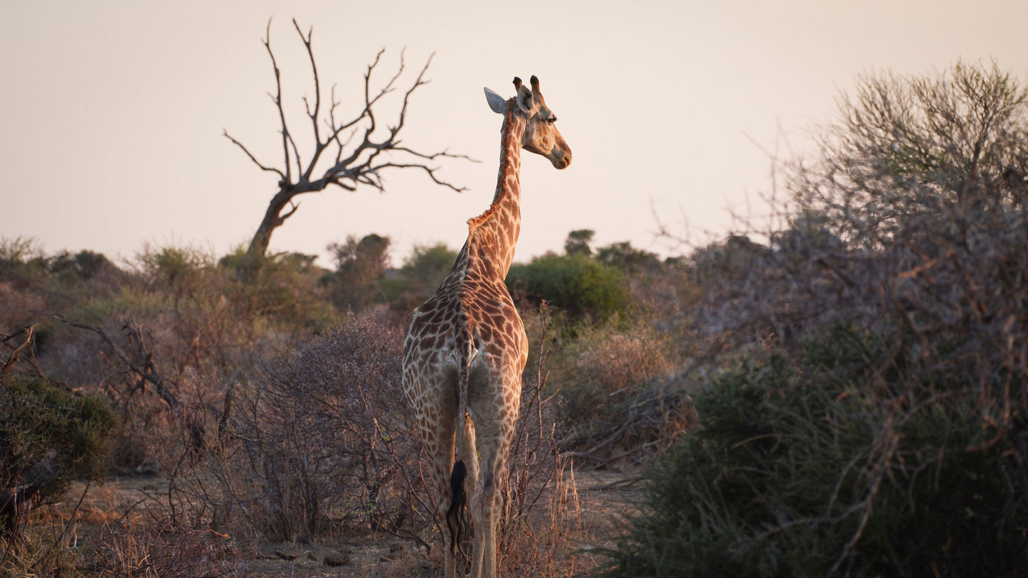 Sundown Nomad - Botswana