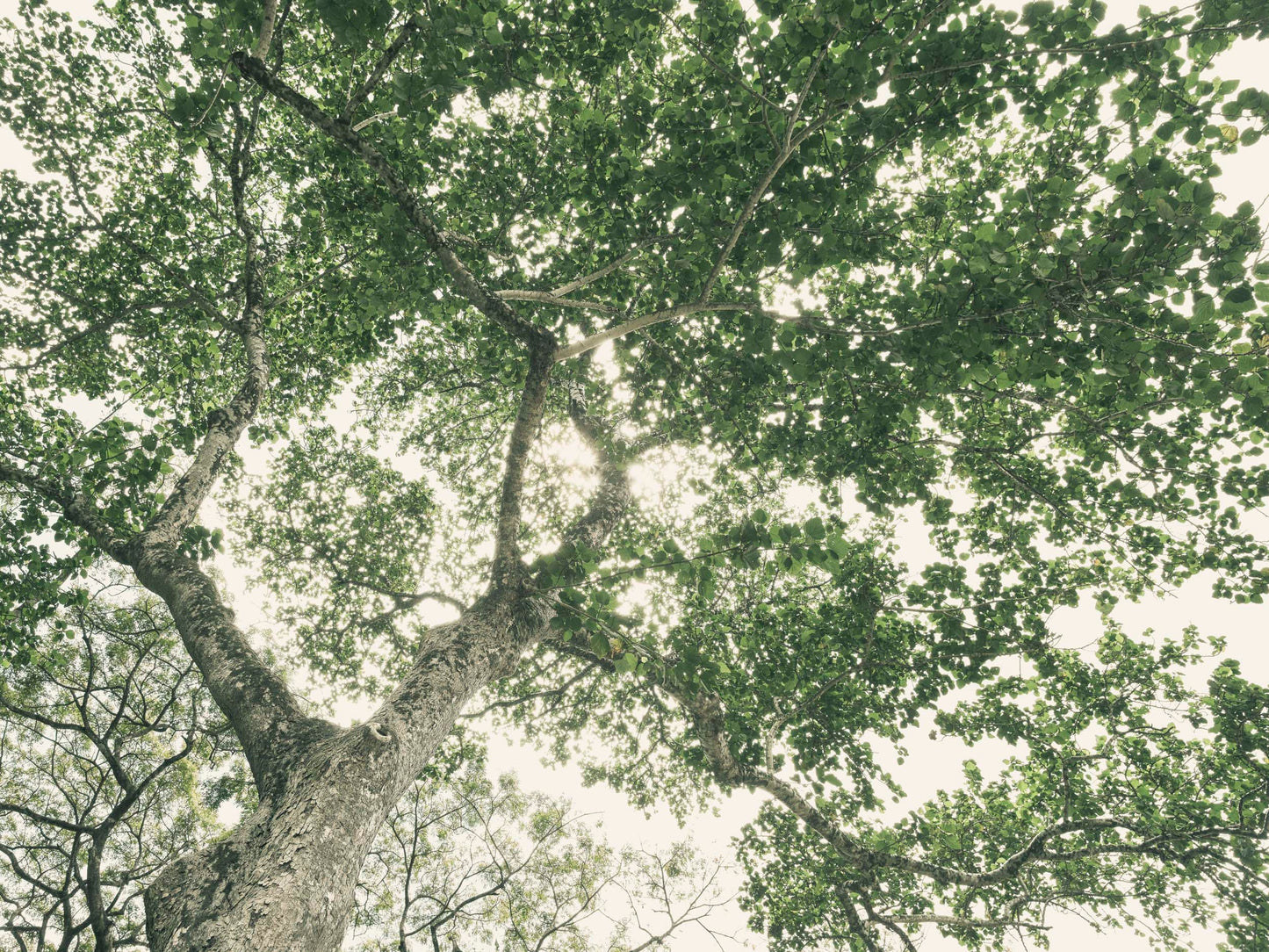 The Giving Tree - North Shore, Oahu