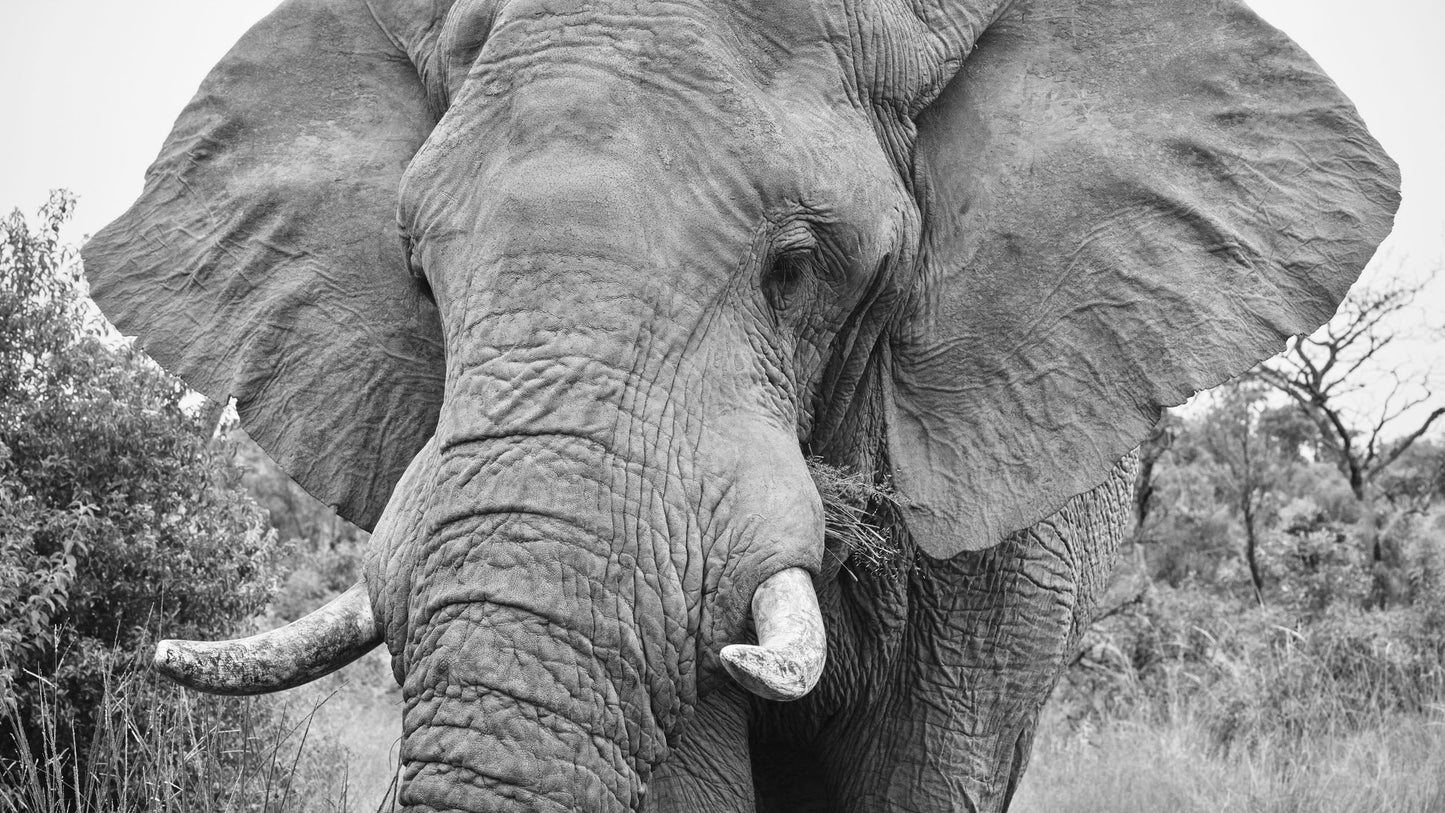 The Majestic II - Welgevonden Game Reserve, South Africa