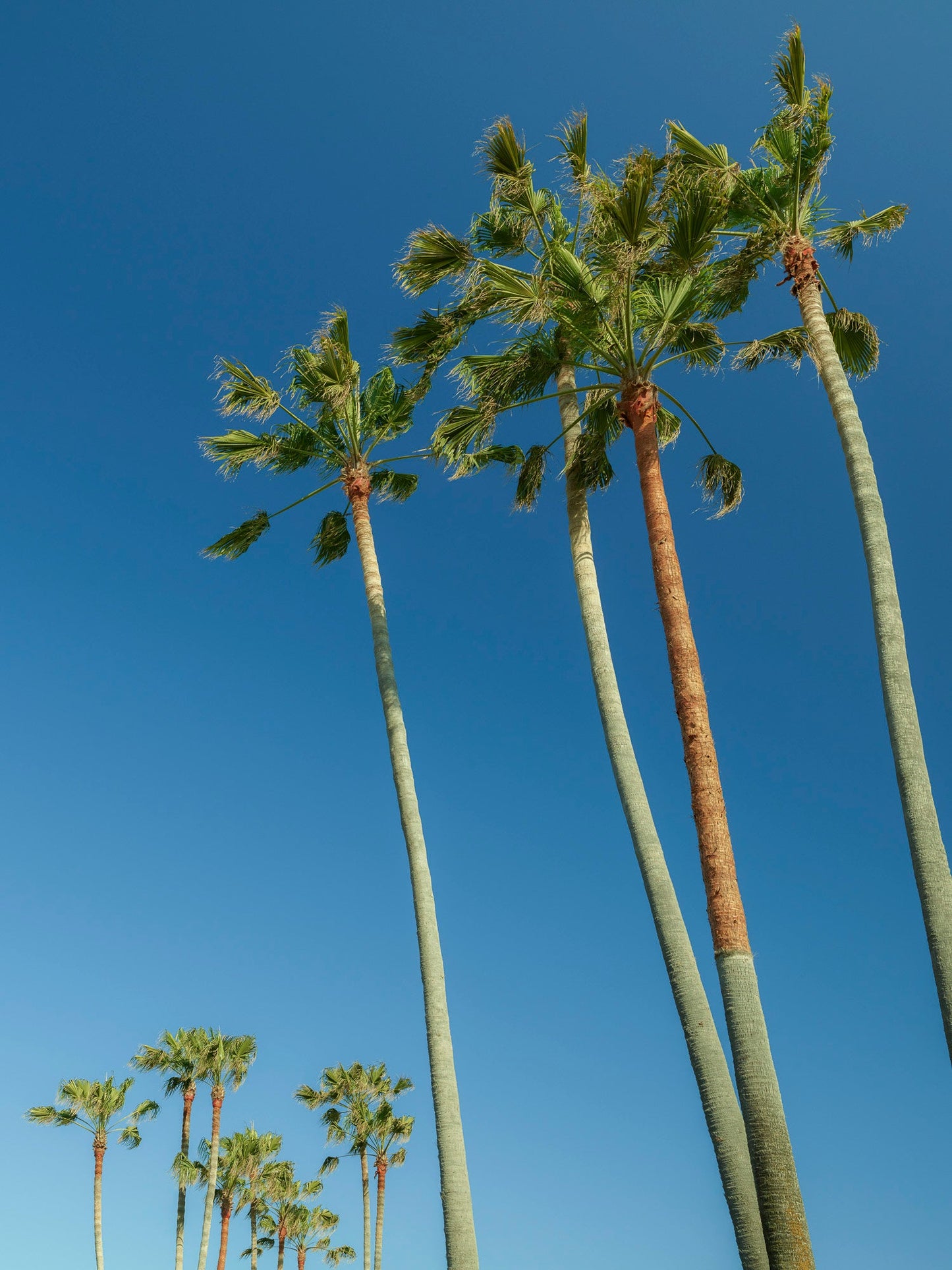 The Palms - Venice