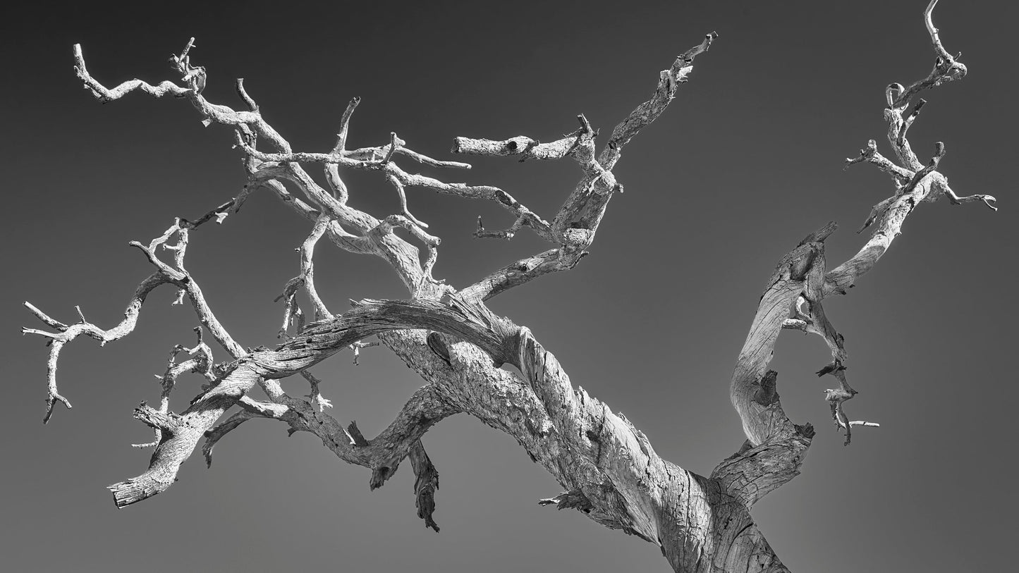 The Tree of Wisdom - Joshua Tree