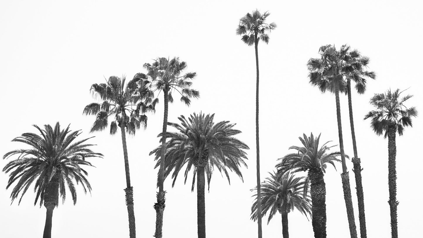 The Whole Family - Santa Monica