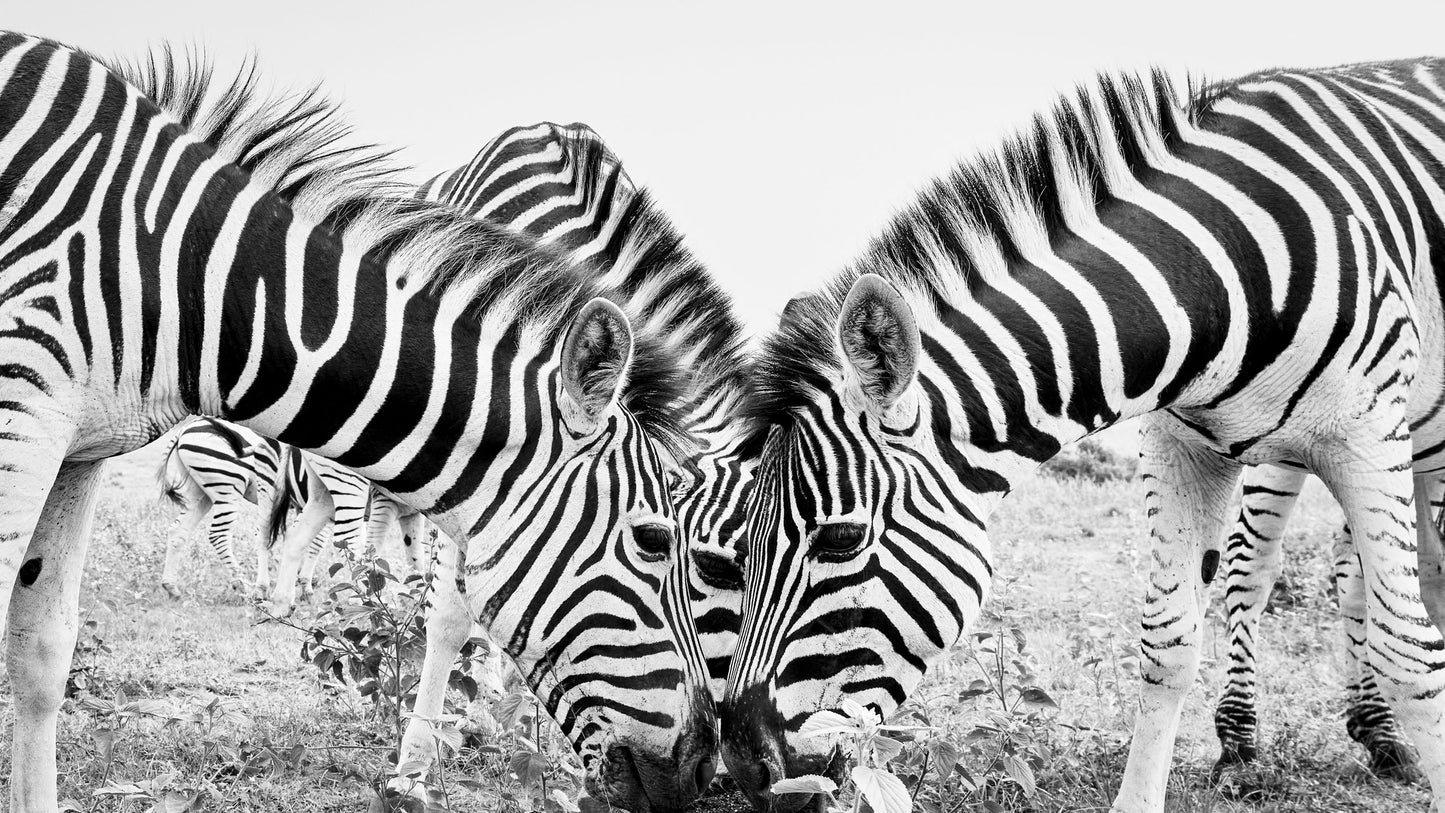 Third Eye - Welgevonden Game Reserve, South Africa