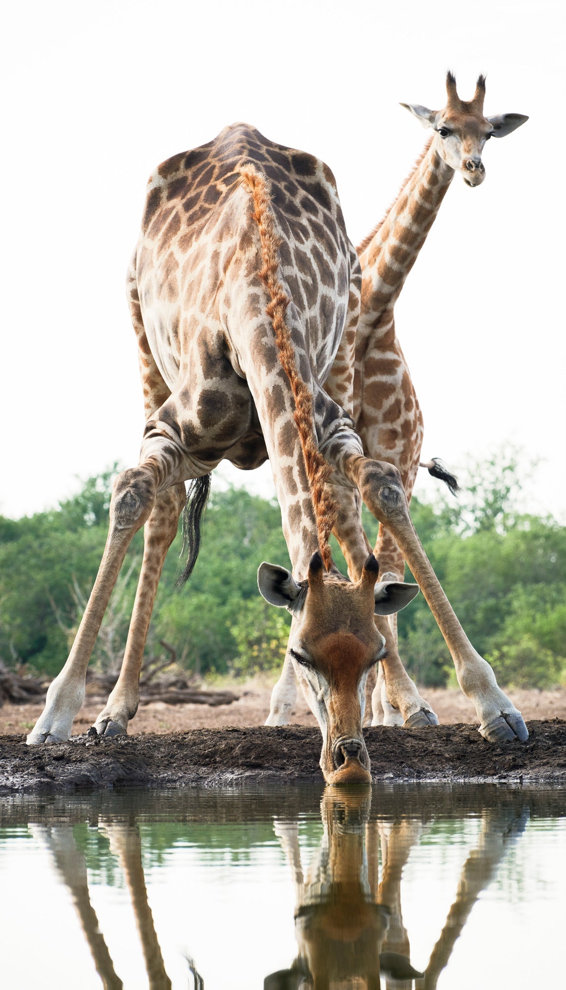 Thirsty - Botswana