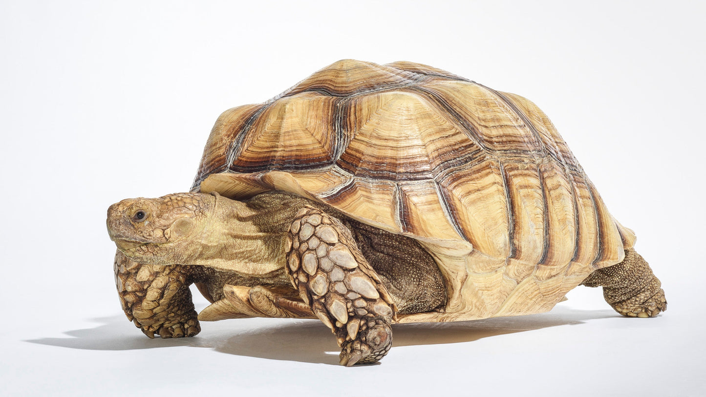Tortoise Power - Los Angeles