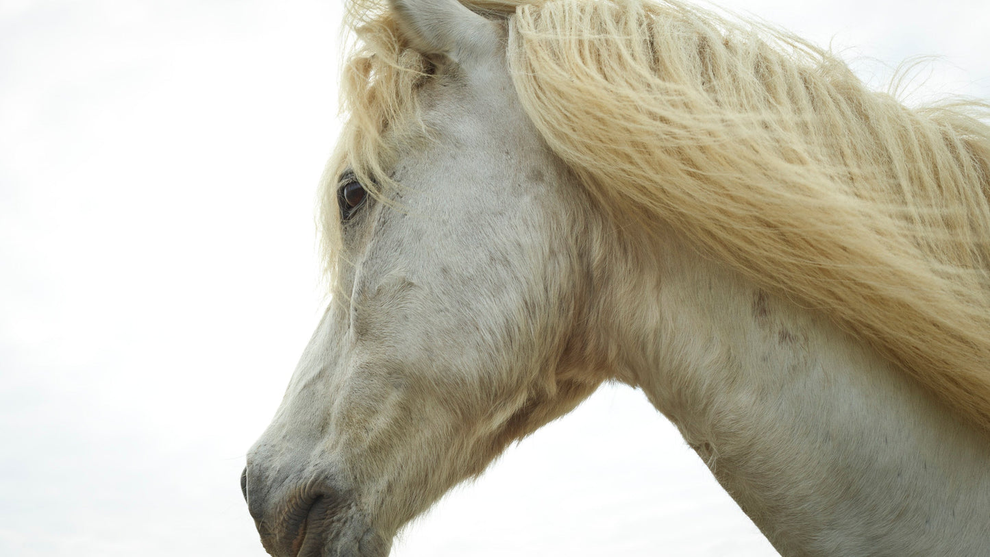 Trust - Iceland