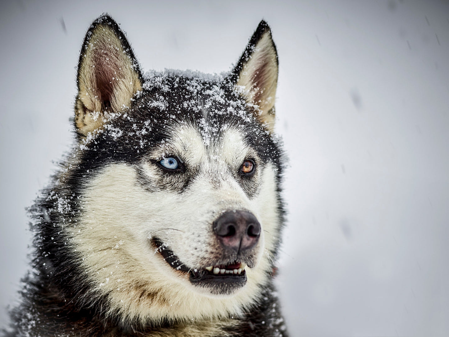 Two Colored Snowdog - Whistler