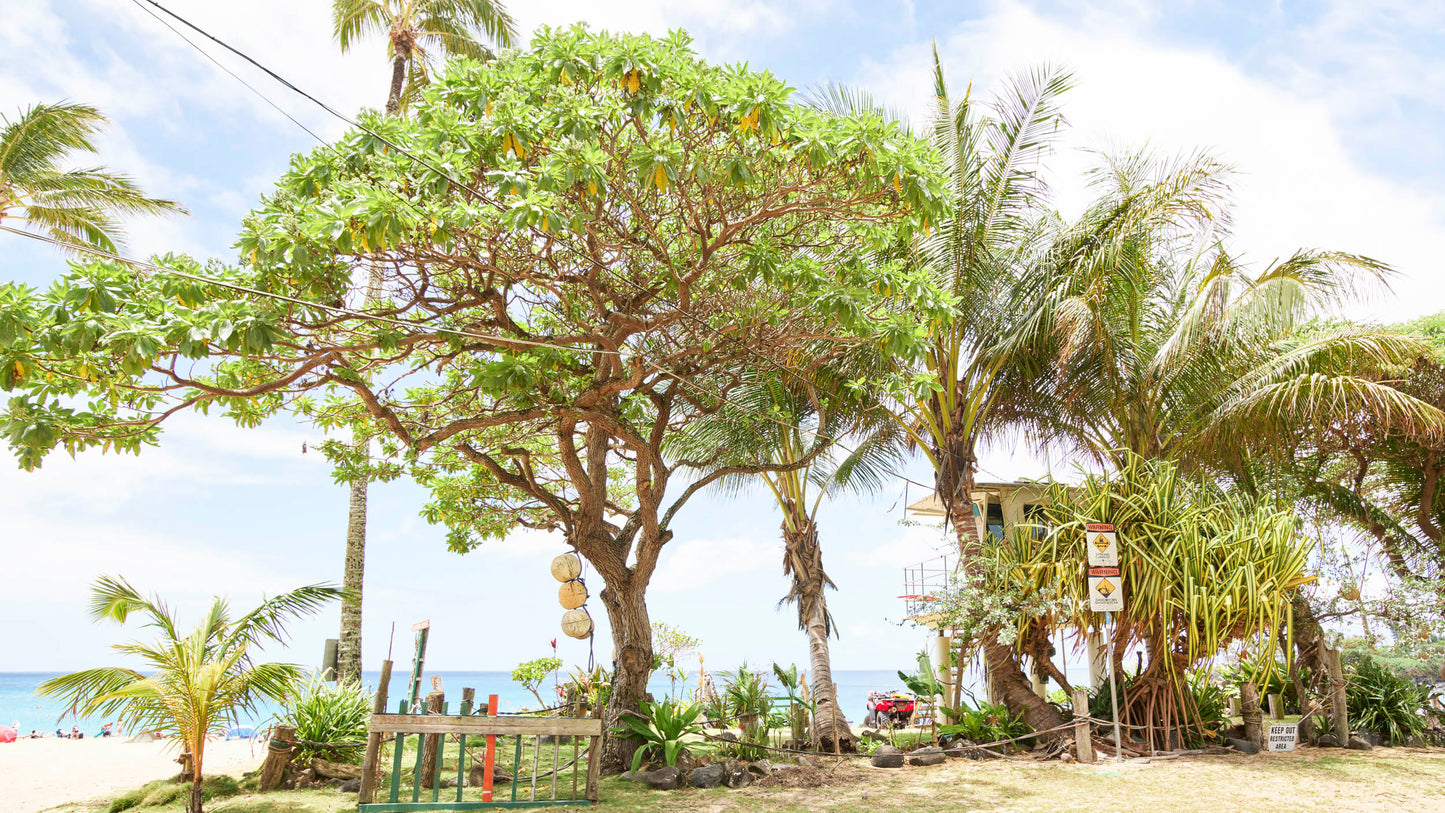 Waimea Sanctuary - North Shore, Oahu