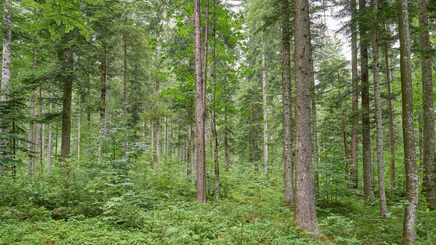 Wald - Austria