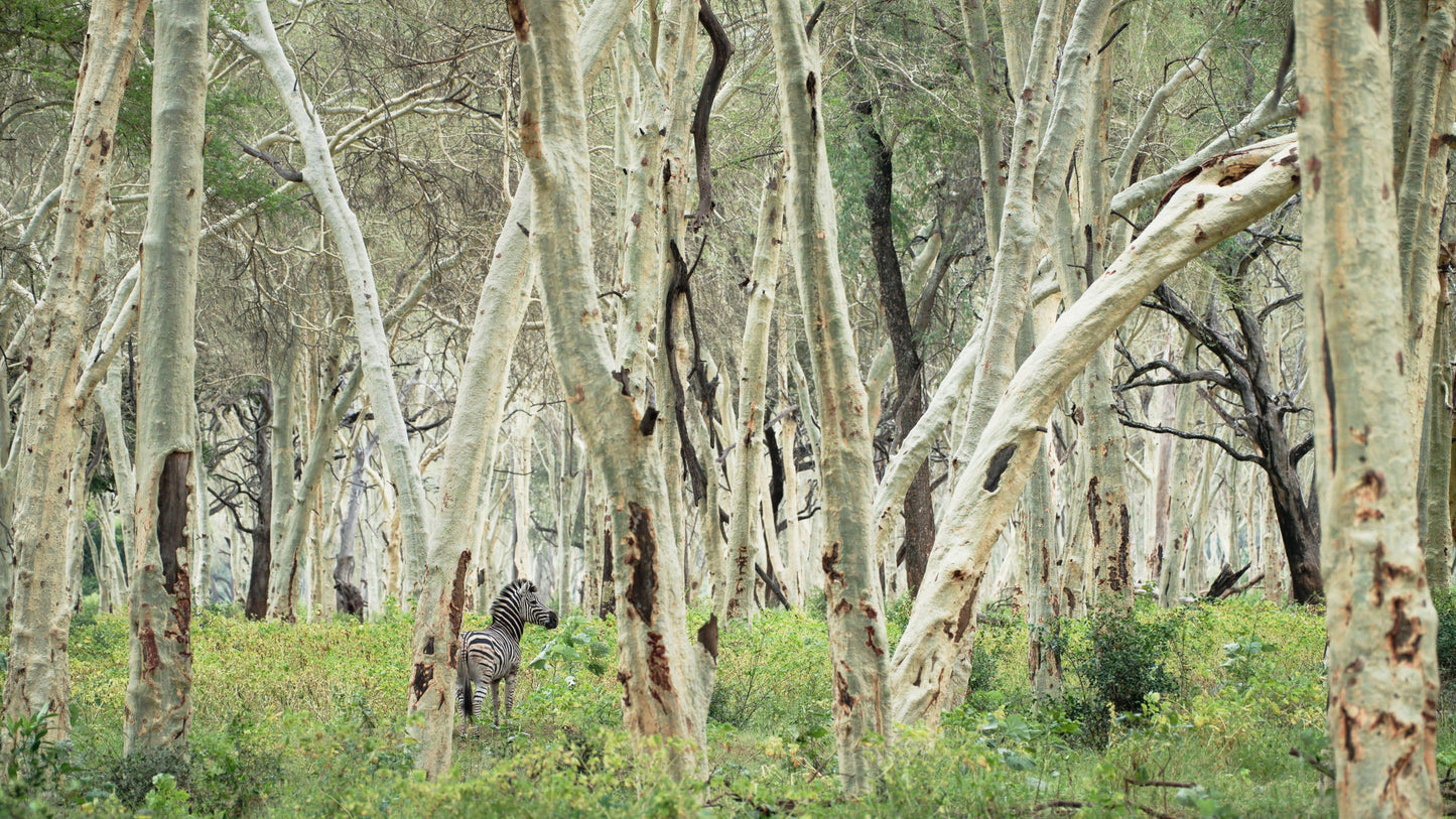 Walk with Me - Fever Tree Forest, South Africa