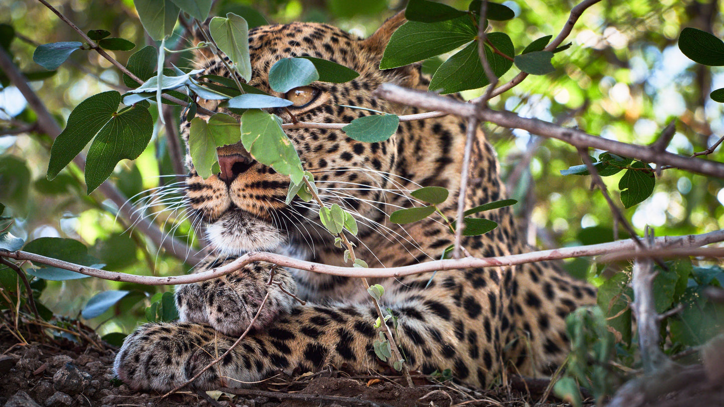 Wild at Heart - Botswana
