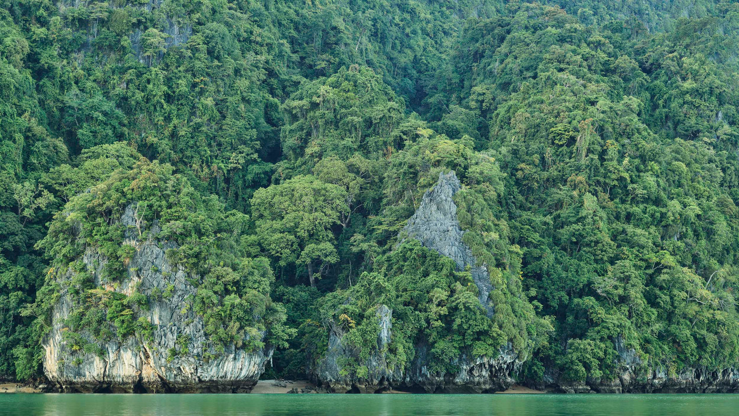 Zen Forest - Sea of Thailand