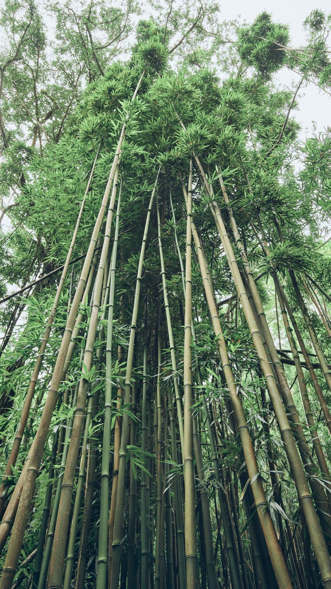 Zen Wall - Oahu