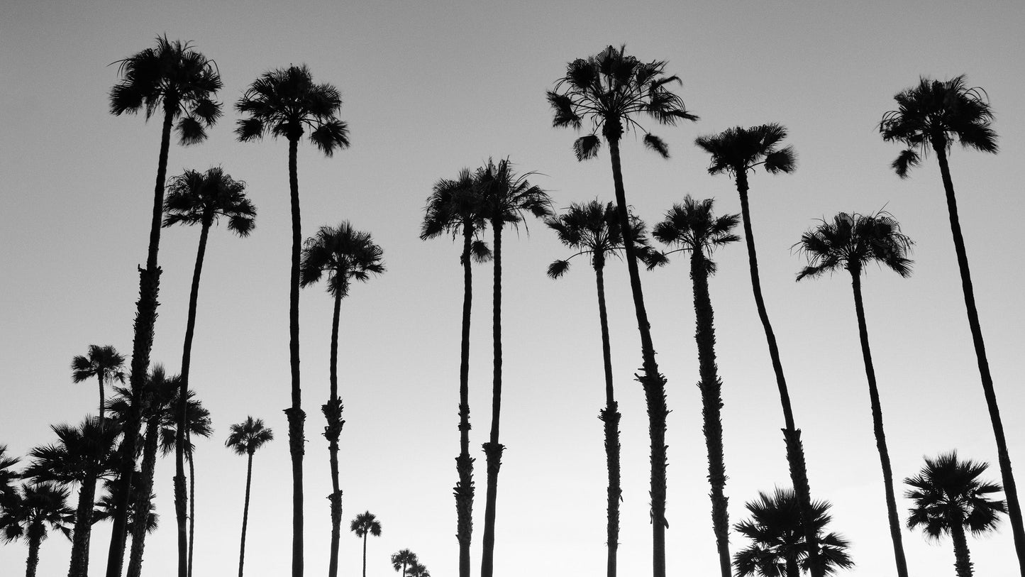 Zuma Palms - Malibu